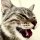 miau