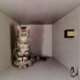 gato_cuantico