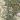 Asparagus_horridus