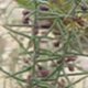Asparagus_horridus