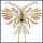 copepodo