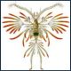 copepodo