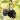 RottenApple