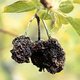 RottenApple