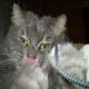 Emel