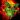 draconte