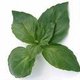 Menta