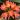 Clivia