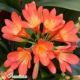 Clivia