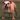 buldog111