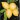 limonera