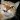 Gato.Gatillo