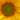 estafada
