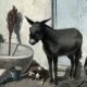 cosasdelburro