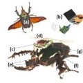 Científicos de la Universidad de Berkeley logran controlar un escarabajo mediante un chip