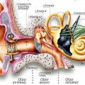 Cuida tu oído