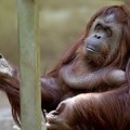 Buenos Aires anuncia que cerrará su zoo, El cautiverio es degradante.[EN]
