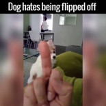 Este perro no soporta que le enseñen el dedo