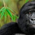 La especie de gorila más grande del mundo está a punto de extinguirse