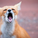 Los nombres de algunos sonidos de animales Los nombres de algunos sonidos de animales