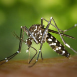 Guía científica básica para evitar que nos engañen con el enésimo repelente antimosquitos Guía científica básica para evitar que nos engañen con el enésimo repelente antimosquitos