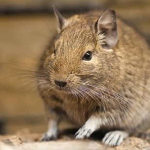 Revelan nuevos detalles que aumentan la indignación tras "liberación" de ratones por animalistas