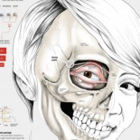Infografía: cómo adquirieron los asiáticos sus característicos rasgos (ENG)