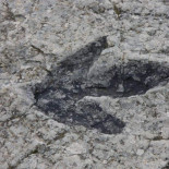 Destruyen con un martillo una huella de dinosaurio de 115 millones de años Destruyen con un martillo una huella de dinosaurio de 115 millones de años