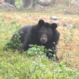 Hai Chan, la osa rescatada de una granja de bilis, disfruta por primera vez de la libertad Hai Chan, la osa rescatada de una granja de bilis, disfruta por primera vez de la libertad