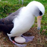 Científicos sorprendidos por una albatros que será madre a los 67 años Científicos sorprendidos por una albatros que será madre a los 67 años