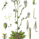 Arabidopsis thaliana: la “mala hierba” que alcanzó la cima de la ciencia vegetal Arabidopsis thaliana: la “mala hierba” que alcanzó la cima de la ciencia vegetal