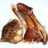 Esta araña canibal tiene forma de pelícano Esta araña canibal tiene forma de pelícano