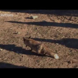 Cómo salió adelante una zorrita gracias al empeño de sus cuidadores Cómo salió adelante una zorrita gracias al empeño de sus cuidadores