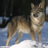 Un lobo ha sido visto en el norte de Bélgica por primera vez en más de 100 años Un lobo ha sido visto en el norte de Bélgica por primera vez en más de 100 años