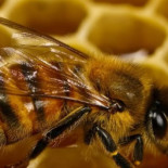 Abejas australianas construyen un nido en espiral Abejas australianas construyen un nido en espiral