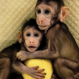 Estos son Zhong Zhong y Hua Hua, los primeros monos clonados como Dolly Estos son Zhong Zhong y Hua Hua, los primeros monos clonados como Dolly