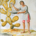 El oro rojo o ese insecto que habitualmente comemos El oro rojo o ese insecto que habitualmente comemos