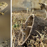 ¿Quién salva a las especies menos populares? ¿Quién salva a las especies menos populares?