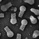 Este nuevo virus hallado en Brasil es tan grande que desafía lo que sabíamos hasta ahora sobre estas criaturas Este nuevo virus hallado en Brasil es tan grande que desafía lo que sabíamos hasta ahora sobre estas criaturas