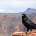 Tras millones de años separadas, las dos únicas especies de cuervo están convergiendo en una sola Tras millones de años separadas, las dos únicas especies de cuervo están convergiendo en una sola