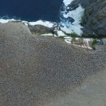 Acaban de descubrir la mayor colonia de pingüinos de la Antártida, y tiene más de millón y medio de individuos Acaban de descubrir la mayor colonia de pingüinos de la Antártida, y tiene más de millón y medio de individuos
