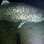 Las profundidades árticas están plagadas de tiburones