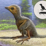 El fósil de un pollito de 127 millones de años que ilustra la evolución de las aves en la era de los dinosaurios El fósil de un pollito de 127 millones de años que ilustra la evolución de las aves en la era de los dinosaurios