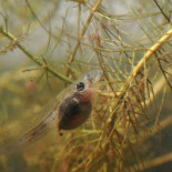 Los renacuajos de Doñana no reconocen al cangrejo rojo americano (especie introducida) como depredador Los renacuajos de Doñana no reconocen al cangrejo rojo americano (especie introducida) como depredador