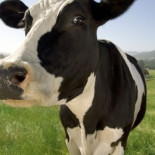 ¿Cómo limpiar la ubre de una vaca? ¿Cómo limpiar la ubre de una vaca?