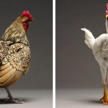 Un álbum fotográfico recoge la belleza de 100 tipos de gallos diferentes Un álbum fotográfico recoge la belleza de 100 tipos de gallos diferentes
