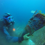 Científicos piden ayuda para salvar a un mejillón gigante del Mediterráneo Científicos piden ayuda para salvar a un mejillón gigante del Mediterráneo