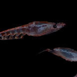 10 cosas sorprendentes sobre el desconocido krill de la Antártida 10 cosas sorprendentes sobre el desconocido krill de la Antártida