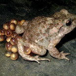 El declive de los anfibios El declive de los anfibios
