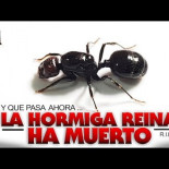 Esto es lo que ocurre cuando muere la hormiga reina Esto es lo que ocurre cuando muere la hormiga reina